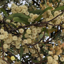 Load image into Gallery viewer, <i>Acacia melanoxylon</i> Blackwood