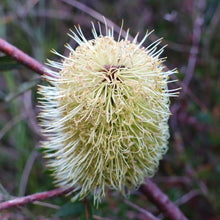 Load image into Gallery viewer, &lt;i&gt;Banksia marginata&lt;/i&gt; Silver Banksia
