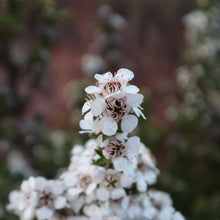 Load image into Gallery viewer, <i>Leptospermum continentale</i> Prickly Teatree