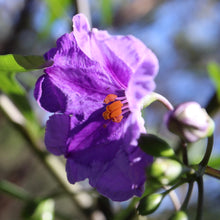 Load image into Gallery viewer, <i>Solanum laciniatum</i> Large Kangaroo Apple
