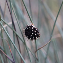 Load image into Gallery viewer, <i>Chorizandra enodis</i> Black Bristle-rush