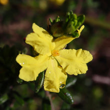 Load image into Gallery viewer, &lt;i&gt;Hibbertia sericea var. sericea&lt;/i&gt; Silky Guinea-flower
