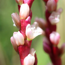 Load image into Gallery viewer, <i>Persicaria decipiens</i> Slender Knotweed
