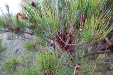 Load image into Gallery viewer, &lt;i&gt;Allocasuarina misera&lt;/i&gt; Slender Sheoak &lt;b&gt;Surf Coast Provenance&lt;/b&gt;
