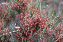 Load image into Gallery viewer, <i>Allocasuarina misera</i> Slender Sheoak <b>Surf Coast Provenance</b>