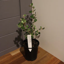 Load image into Gallery viewer, <i>Correa alba</i> White Correa