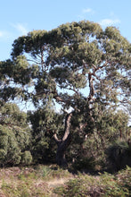 Load image into Gallery viewer, <i>Eucalyptus viminalis ssp. pryoriana </i> Coast Manna Gum