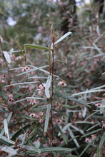 Load image into Gallery viewer, <i>Lasiopetalum baueri</i> Slender velvet bush <b>Bellarine</b>