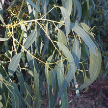 Load image into Gallery viewer, &lt;i&gt;Eucalyptus viminalis ssp. pryoriana &lt;/i&gt; Coast Manna Gum

