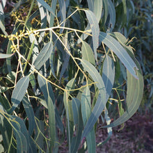 Load image into Gallery viewer, <i>Eucalyptus viminalis ssp. pryoriana </i> Coast Manna Gum