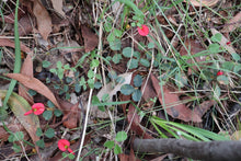Load image into Gallery viewer, <i>Kenedia Prostrata</i> Running Postman
