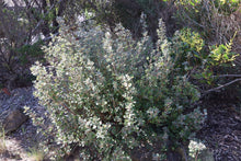 Load image into Gallery viewer, &lt;i&gt;Correa alba&lt;/i&gt; White Correa
