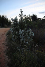 Load image into Gallery viewer, <i>Leptospermum continentale</i> Prickly Teatree