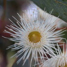 Load image into Gallery viewer, <i>Eucalyptus leucoxylon ssp. bellarinensis</i> Bellarine Yellow Gum