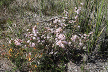 Load image into Gallery viewer, <i>Calytrix tetragona</i> Common Fringe-myrtle <b>Surf Coast Provenance</b>