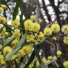 Load image into Gallery viewer, <i>Acacia verniciflua</i> Varnish Wattle <b>Bellarine Provenance</b>