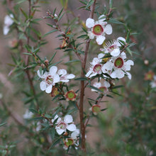 Load image into Gallery viewer, <i>Leptospermum continentale</i> Prickly Teatree
