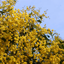 Load image into Gallery viewer, &lt;i&gt;Acacia pycnantha&lt;/i&gt; Golden Wattle
