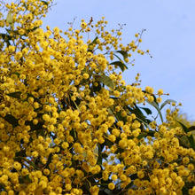 Load image into Gallery viewer, <i>Acacia pycnantha</i> Golden Wattle