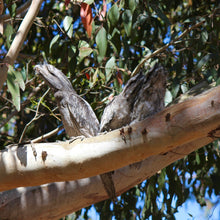 Load image into Gallery viewer, <i>Eucalyptus ovata</i> Swamp Gum
