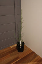 Load image into Gallery viewer, <i>Cassinia sifton</i> Stifton Bush