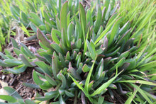 Load image into Gallery viewer, <i>Carpobrotus modestus</i> Inland Noonflower <b>Bellarine Provenance</b>