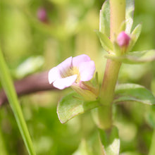 Load image into Gallery viewer, &lt;i&gt;Gratiola peruviana&lt;/i&gt; Austral Brooklime &lt;b&gt;Bellarine Provenance&lt;/b&gt;
