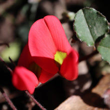 Load image into Gallery viewer, <i>Kenedia Prostrata</i> Running Postman