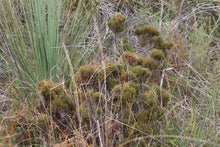 Load image into Gallery viewer, <i>Allocasuarina misera</i> Slender Sheoak <b>Surf Coast Provenance</b>
