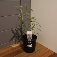 Load image into Gallery viewer, <i>Lasiopetalum baueri</i> Slender velvet bush <b>Bellarine</b>