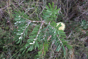<i>Banksia marginata</i> Silver Banksia