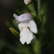Load image into Gallery viewer, &lt;i&gt;Prostanthera nivea&lt;/i&gt; Snowy Mint-bush &lt;b&gt;Bellarine Provenance&lt;/b&gt;
