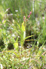 Load image into Gallery viewer, <i>Persicaria decipiens</i> Slender Knotweed