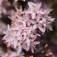 Load image into Gallery viewer, <i>Calytrix tetragona</i> Common Fringe-myrtle <b>Surf Coast Provenance</b>