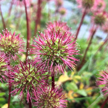 Load image into Gallery viewer, Acaena novae-zelandiae