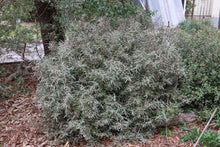 Load image into Gallery viewer, &lt;i&gt;Lasiopetalum baueri&lt;/i&gt; Slender velvet bush &lt;b&gt;Bellarine&lt;/b&gt;
