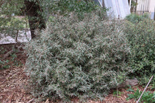 Load image into Gallery viewer, <i>Lasiopetalum baueri</i> Slender velvet bush <b>Bellarine</b>