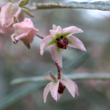 Load image into Gallery viewer, <i>Lasiopetalum baueri</i> Slender velvet bush <b>Bellarine</b>