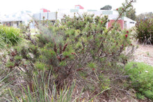 Load image into Gallery viewer, <i>Allocasuarina misera</i> Slender Sheoak <b>Surf Coast Provenance</b>