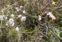 Load image into Gallery viewer, <i>Calytrix tetragona</i> Common Fringe-myrtle <b>Surf Coast Provenance</b>