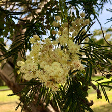 Load image into Gallery viewer, <i>Acacia mearnsii</i> Black Wattle