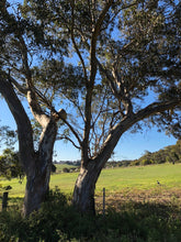 Load image into Gallery viewer, &lt;i&gt;Eucalyptus leucoxylon ssp. bellarinensis&lt;/i&gt; Bellarine Yellow Gum
