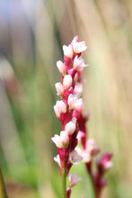Load image into Gallery viewer, <i>Persicaria decipiens</i> Slender Knotweed