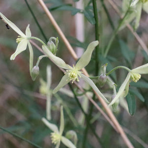 <i>Clematis microphylla</i> Small-leaved Clematis