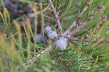 Load image into Gallery viewer, &lt;i&gt;Allocasuarina misera&lt;/i&gt; Slender Sheoak &lt;b&gt;Surf Coast Provenance&lt;/b&gt;
