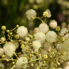 Load image into Gallery viewer, <i>Acacia implexa</i> Lightwood