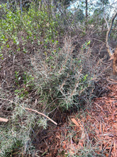Load image into Gallery viewer, <i>Lasiopetalum baueri</i> Slender velvet bush <b>Bellarine</b>