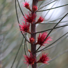 Load image into Gallery viewer, <i>Allocasuarina misera</i> Slender Sheoak <b>Surf Coast Provenance</b>
