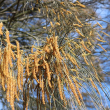 Load image into Gallery viewer, &lt;i&gt;Allocasuarina verticillata&lt;/i&gt; Drooping Sheoak
