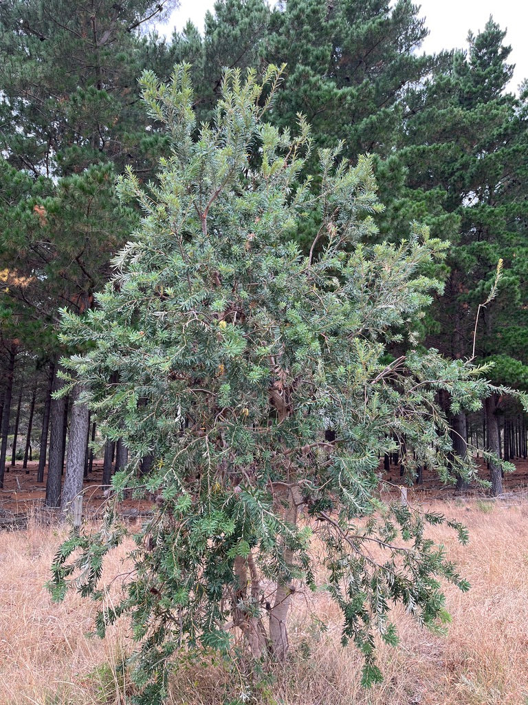 Banksia marginata Silver Banksia – Nick's Natives